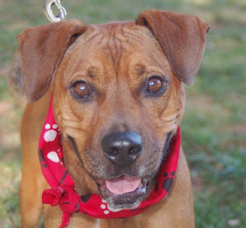 Chancey the Ridgeback
