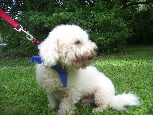 George the Bichon