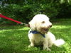 George the Bichon
