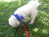 George the Bichon