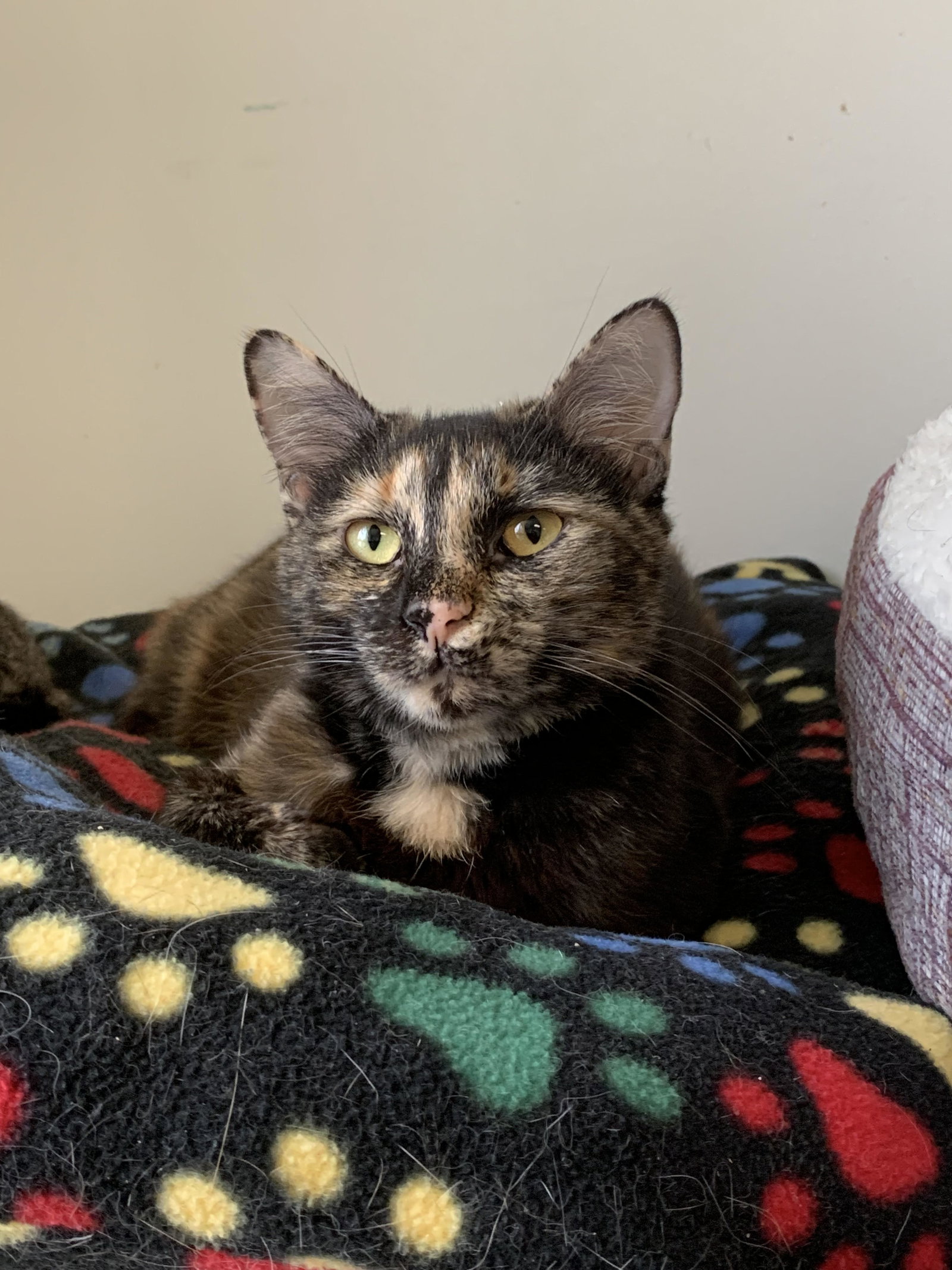 declawed cats for adoption in nh