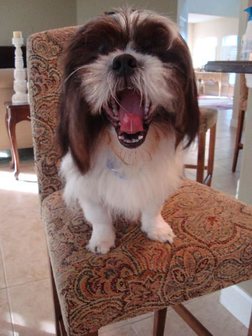Barney the Shih Tzu