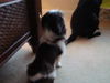 Barney the Shih Tzu