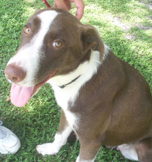 Delta the Border Collie