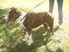 Delta the Border Collie