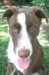Delta the Border Collie