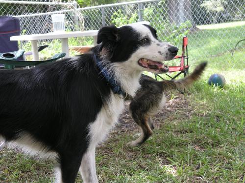 Jetta the Border Collie