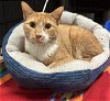 adoptable Cat in sanford, FL named Melon