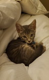 Bud