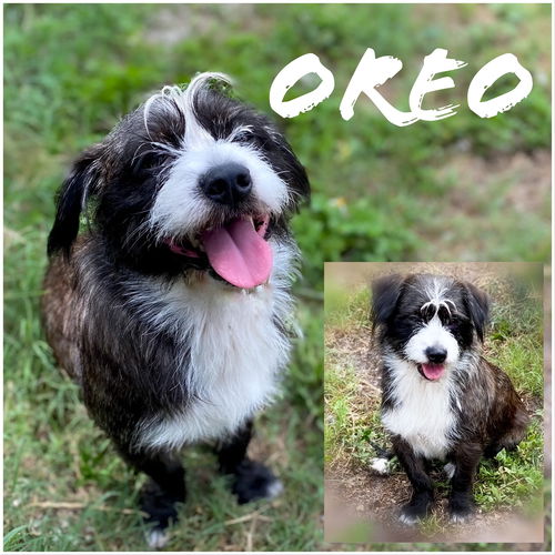 Oreo