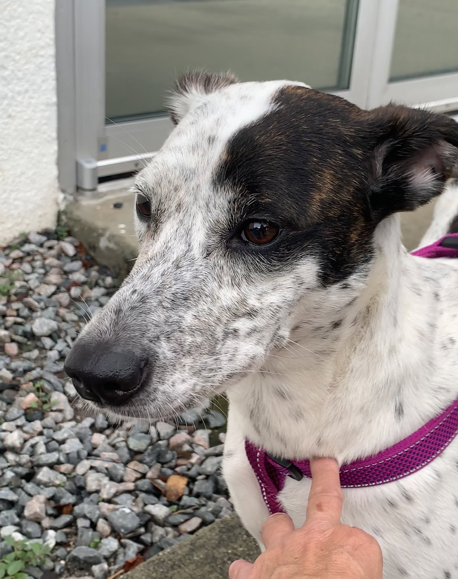 Dog for Adoption Mango, a Pointer in Stuart, FL Alpha Paw