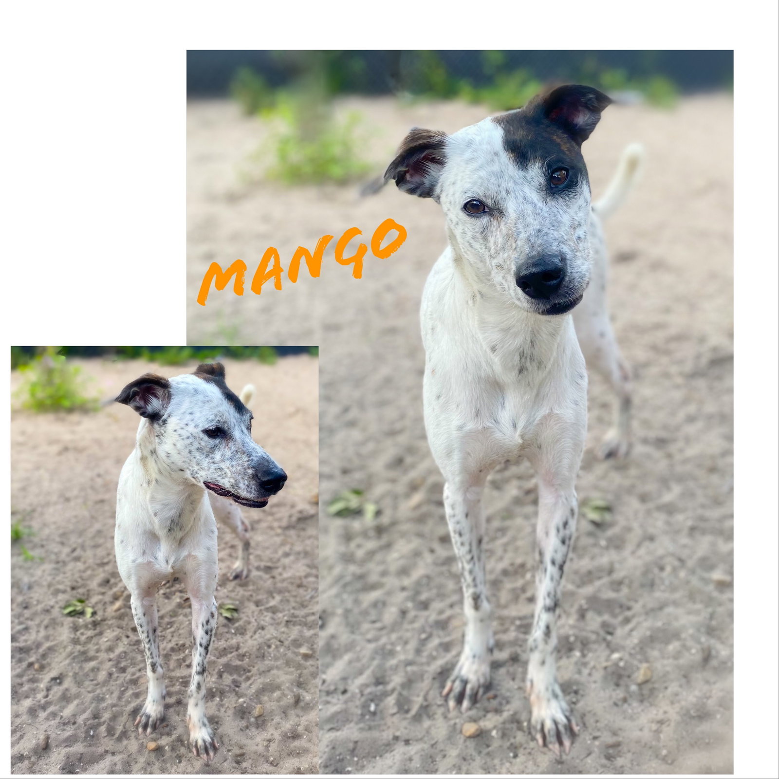 Dog for Adoption Mango, a Pointer in Stuart, FL Alpha Paw