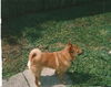 Foxy Lady the Pom