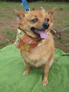 Foxy Lady the Pom
