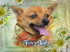 Foxy Lady the Pom
