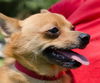 Foxy Lady the Pom