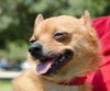 Foxy Lady the Pom