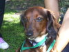 Thomas the Dachshund