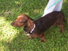 Thomas the Dachshund