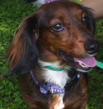 Thomas the Dachshund