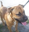 Moose the Mastiff