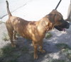 Moose the Mastiff