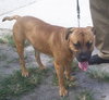Moose the Mastiff