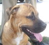 Moose the Mastiff