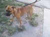 Moose the Mastiff