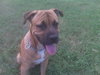 Moose the Mastiff