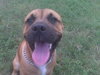 Moose the Mastiff
