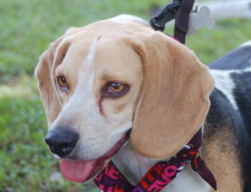 John Deere the Beagle