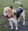 John Deere the Beagle