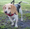 John Deere the Beagle