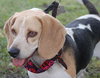 John Deere the Beagle