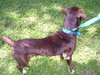 Matt the Little Lab (Video)