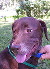 Matt the Little Lab (Video)
