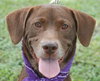 Matt the Little Lab (Video)