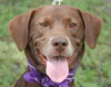 Matt the Little Lab (Video)