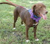 Matt the Little Lab (Video)