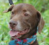 Matt the Little Lab (Video)