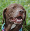 Matt the Little Lab (Video)