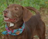 Matt the Little Lab (Video)
