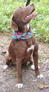 Matt the Little Lab (Video)