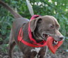 Matt the Little Lab (Video)