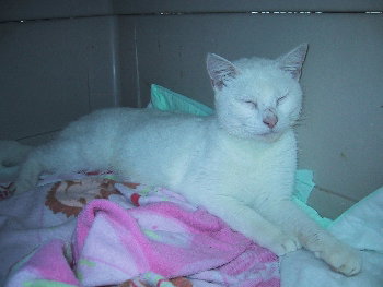 Casper