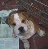 Buddy the Bulldog