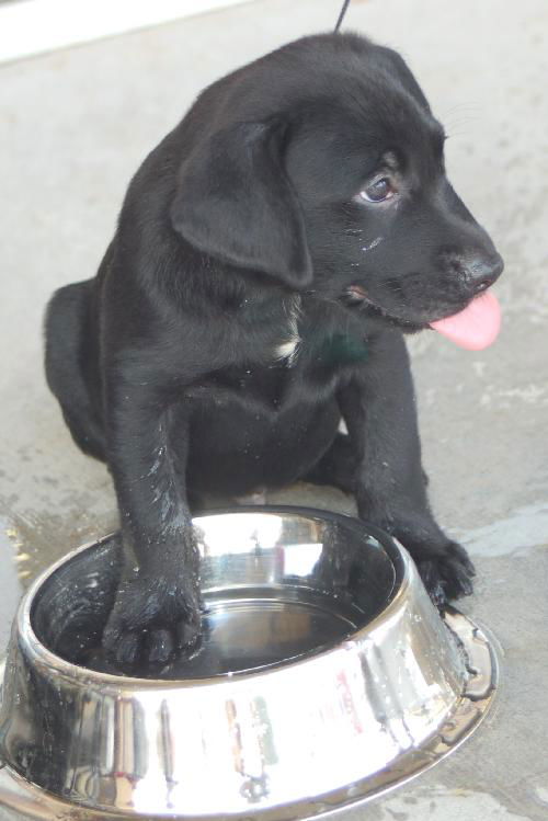 Ollie the Lab Puppy