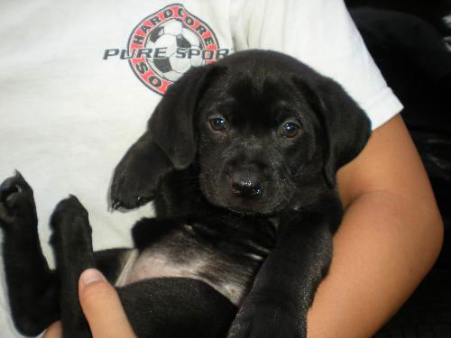 Jackson the  Lab Puppy