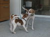 Millie the Italian Greyhound